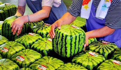 Haber | Gasteler Bizi Söyler – 17 Ocak 2013