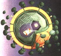 Haber | AIDS şempanzeden geçmiş