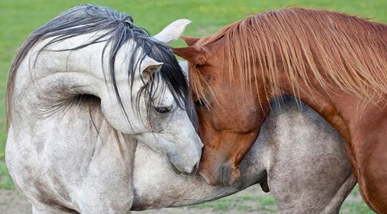 Haber | Suudi Arabistan’da eşcinsel olduğu gerekçesiyle bir at idam edildi
