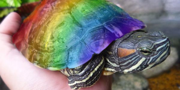 Haber | EŞCİNSEL KAPLUMBAĞA” REKLAMI MIXX AWARDS’TA BÜYÜK ÖDÜLÜ KAZANDI